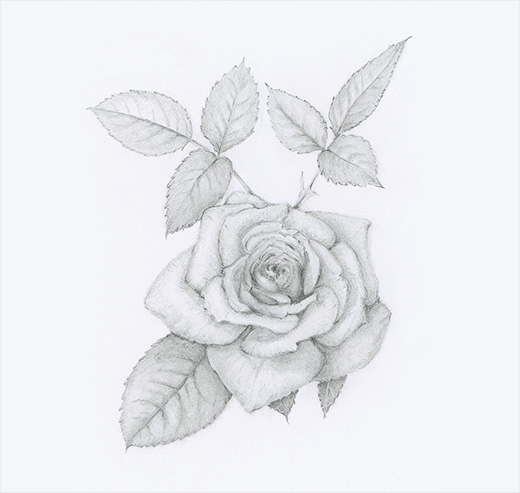 Graphite Rose by Renée Alexander