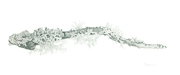 Lichen branch by Renée Alexander