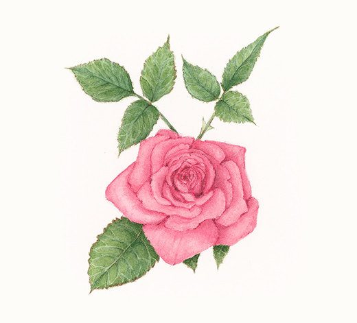 Rose (Colour) – ALEXNADER, Renée