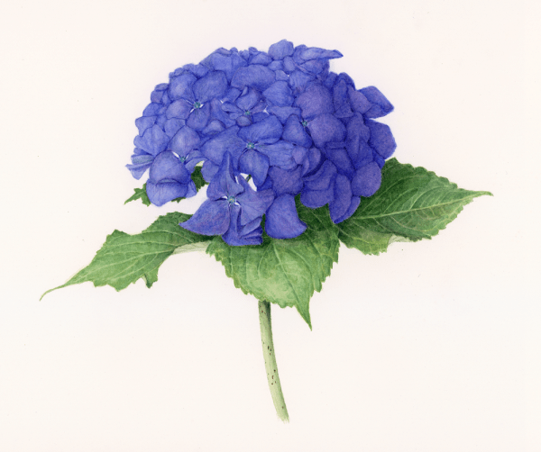 Purple Hydrangea by Renée Alexander