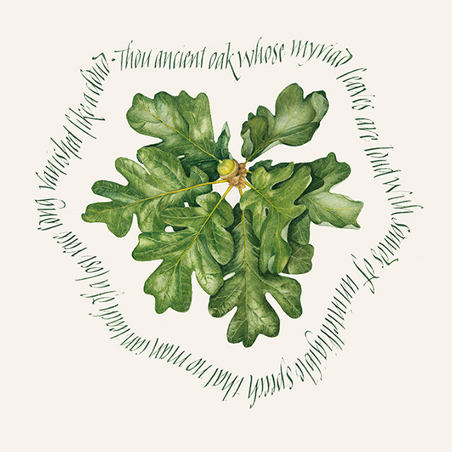 oak-leaves-cropped-640