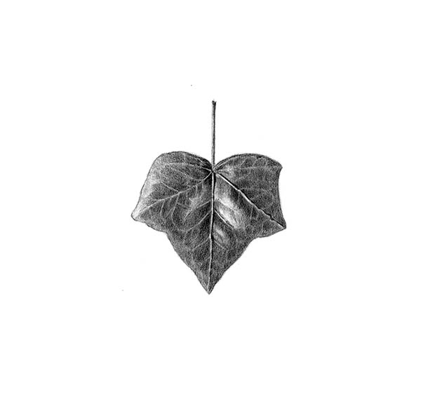 drawing of ivy leaf
