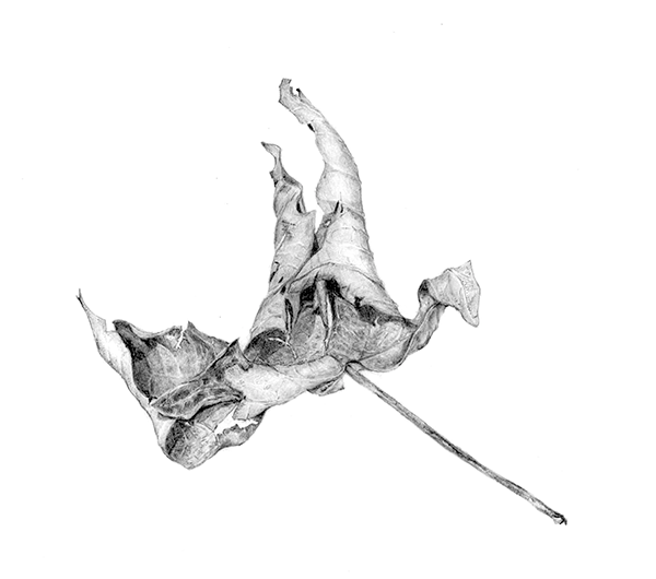 Botanical drawing of a decaying leaf by Renée Alexander