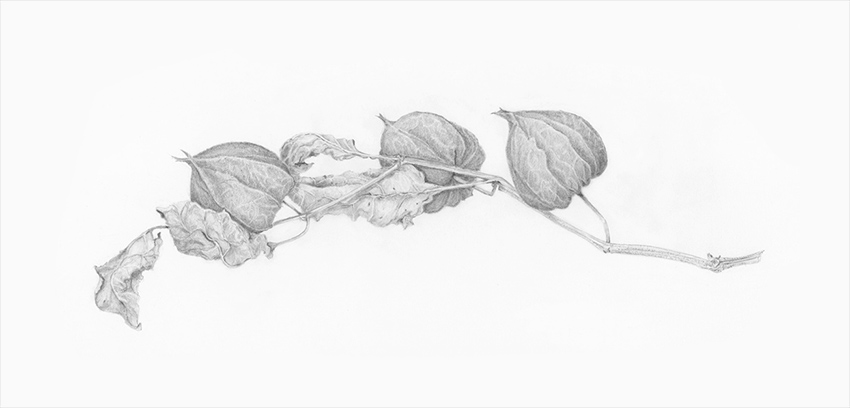 Graphite illustration of lanterns by Renée Alexander